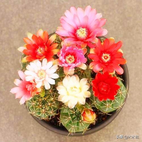 仙人掌的花语,仙人掌的花语与寓意(仙人掌花语及常见开花品种)