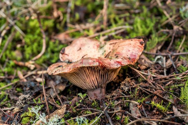 松树菇的功效与作用，松树菇的功效与作用是什么（江西丘陵山区的清明菇）