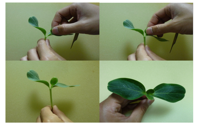 西瓜嫁接育苗的工厂化管理方法有哪些，西瓜苗如何培育（西瓜高产管理技术之四）