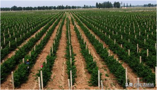 大绒球怎么种植，绒球花怎么种（葡萄全程种植管理、施肥方案）