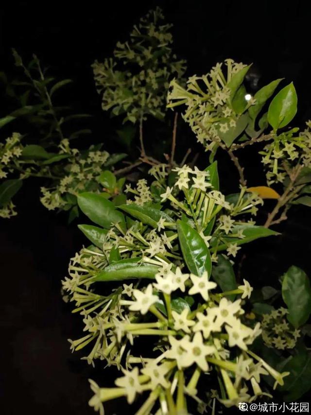 虎刺梅生虫怎么解决，虎刺梅长虫子怎么办（离太近都不好）