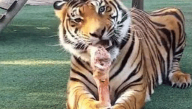 老虎的舌头上是不是有刺，老虎的舌头上有刺吗（百兽之王果真名不虚传）