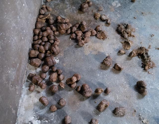 猪便秘土方法怎么治疗，猪便秘怎么办快速解决