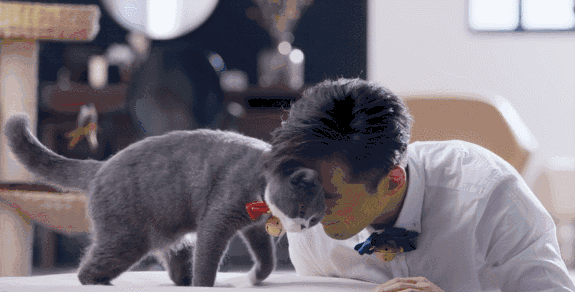 猫咪用头蹭我是什么意思啊，猫咪蹭来蹭去是什么意思（猫咪为何总是爱用头“蹭人”）