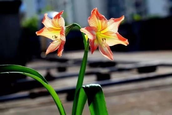 朱顶红患红斑病怎么办，朱顶红红斑病怎么办家用（朱顶红“红斑病”太猖狂）