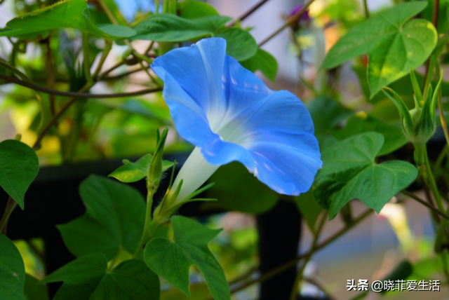 辟谣绣球花有毒，绣球花有毒吗（家里有老人、小孩、孕妇或宠物）