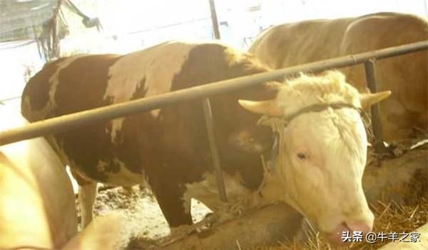 肉牛养殖技术要点有哪些，肉牛养殖必须掌握的五个关键点