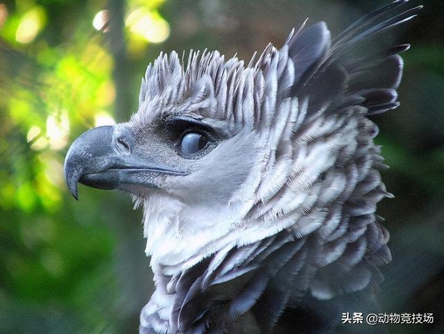 什么是角雕，角雕有什么特点（两只爪子拥有180斤力量）