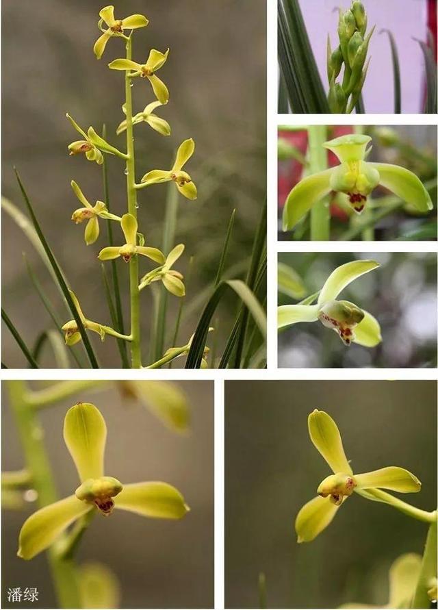 兰花图片,兰花图片100种(兰花的这30个品种)