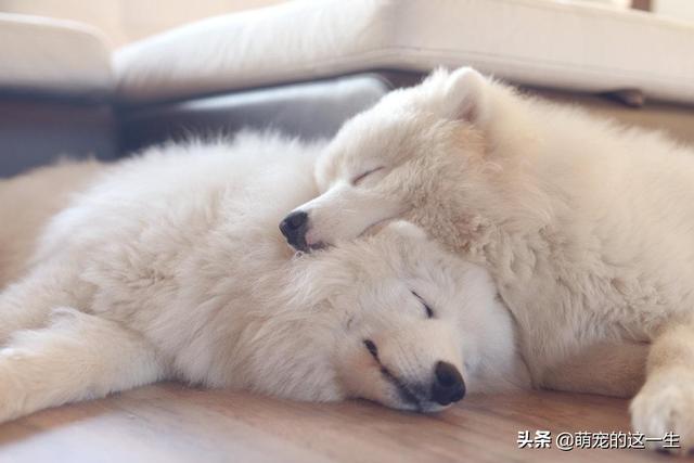 微笑天使是什么狗，微笑天使是什么狗狗（微笑天使萨摩耶优缺点了解一下）