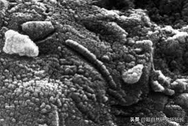 海底最深处的生物，10000米恐怖深海鱼（南极深处真的存在巨大的生物吗）