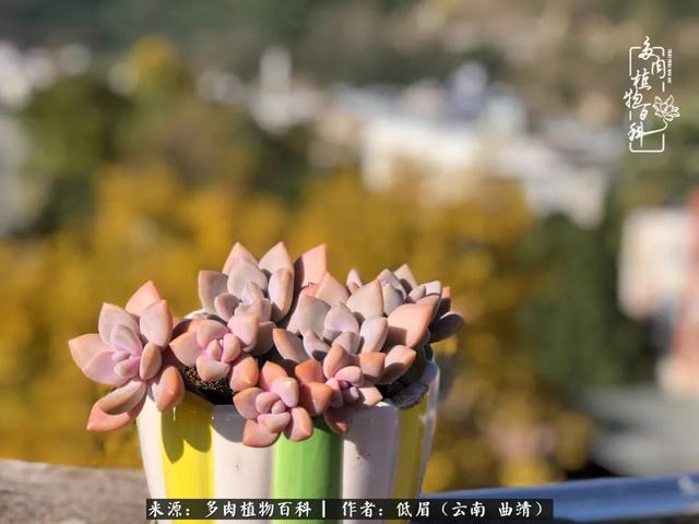 很丧很失望——低眉.，皱着眉头哭丧（陪你度过寒冷的圣诞平安夜图片）