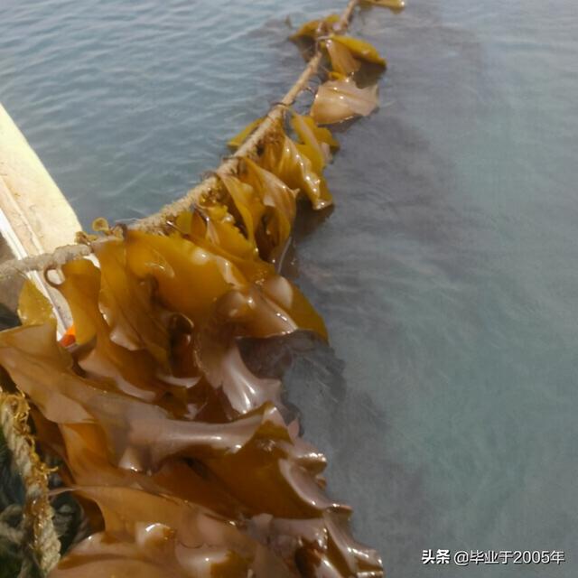 海菜种类大全集，海裙菜与紫菜区别（水产人带您认识一下大连海域常见的“海菜”）