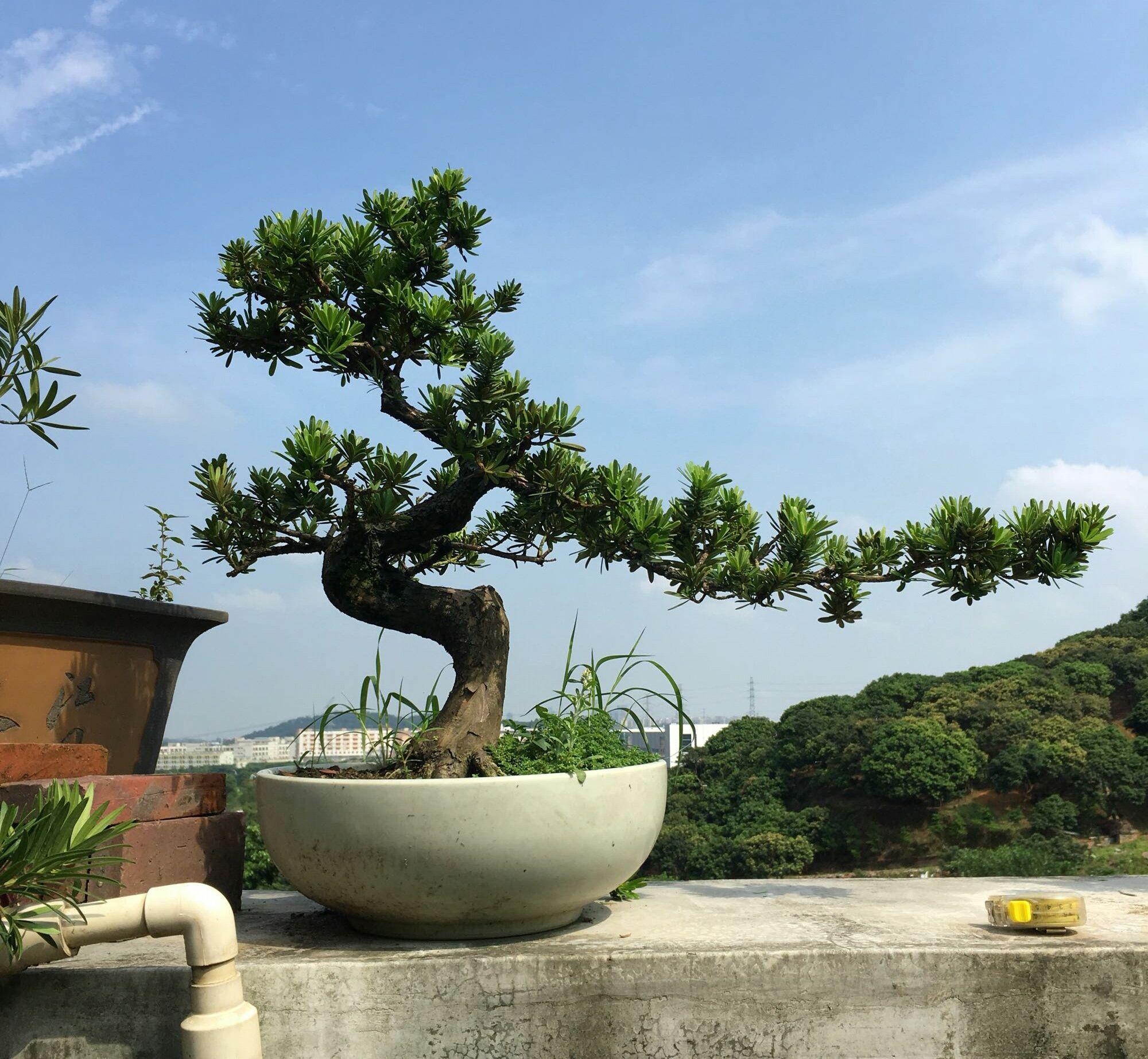 罗汉松叶子发黄干枯是什么原因，罗汉松叶子发黄干枯还能活吗（罗汉松盆景的松针叶子发黄了怎么回事）