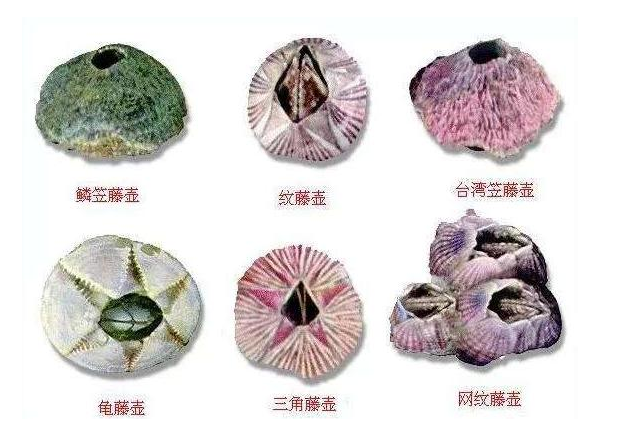 藤壶长在鲸鱼身上疼吗，藤壶在鲸鱼身上疼吗（看看海龟、鲸和船舶的下场就懂了）