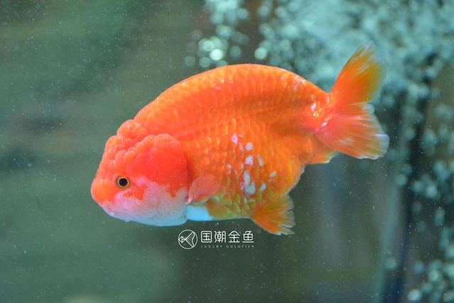 水族箱藻类有哪些，水族箱藻类有哪些图片（10分钟看懂10大水藻及去除方法）