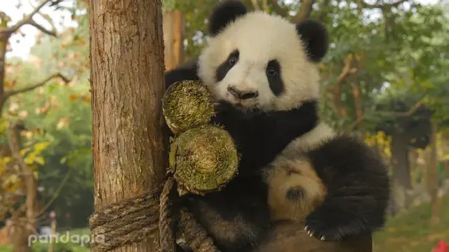 哈哈哈，精致熊猫女孩的一天。，哈哈哈哈哈第一季免费观看（，“猪猪”女孩——“雅竹”图片）
