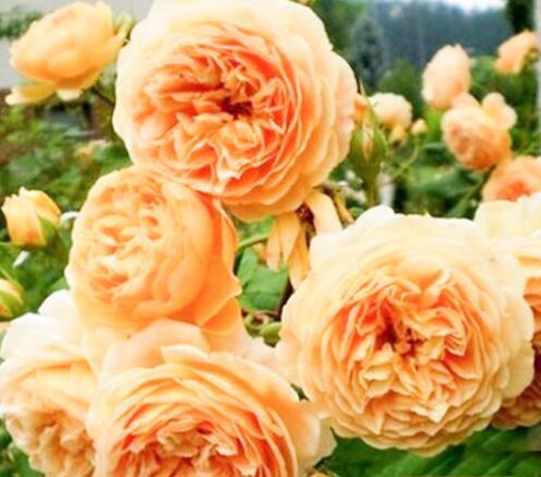 玛格丽特王妃月季，玛格丽特王妃花苞（最值得养的“月季”）