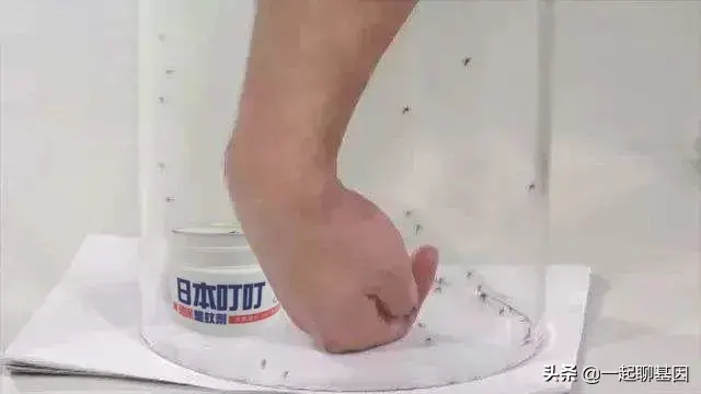 点蚊香多久可以杀死蚊子，蚊香多久能把蚊子熏死（只需5分钟蚊子消失殆尽）