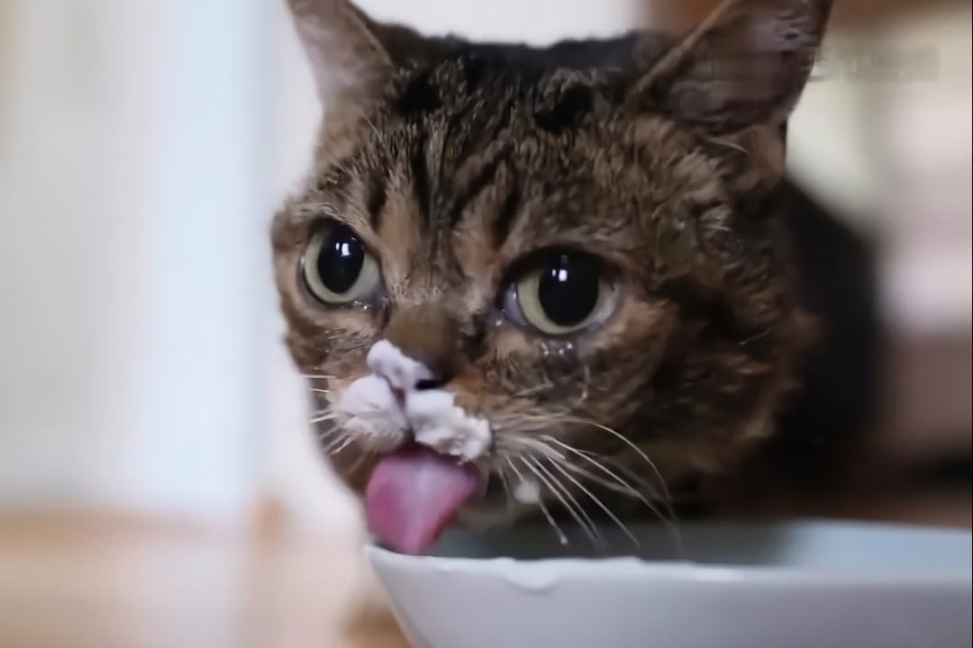 猫咪可以喝酸奶吗(小猫把人当妈妈的五种行为)