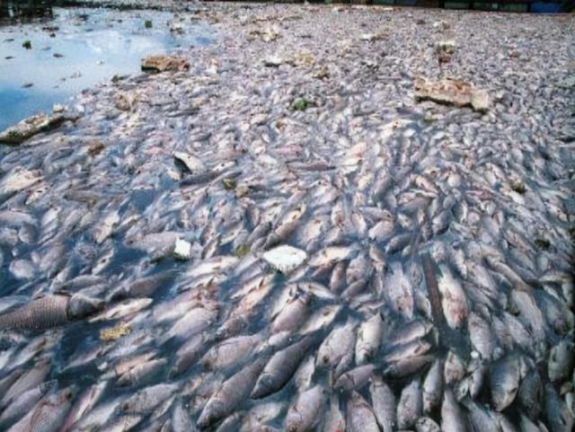 每天吃一条鱼的危害，每天吃一条鱼的危害大吗（5类鱼没营养）