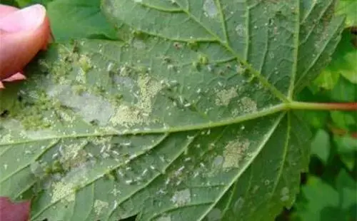 腻虫怎么消灭它，腻虫用什么药最好是（高手教你治蚜虫）