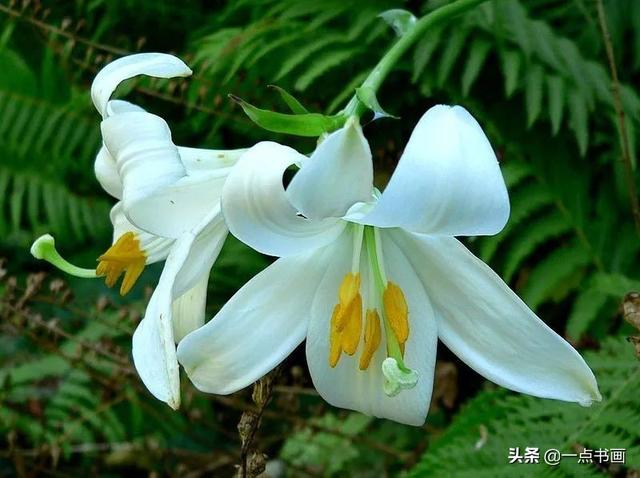 各种颜色百合花的花语和寓意，百合不同颜色的花语代表什么（百合花还分很多品种，你知道不）