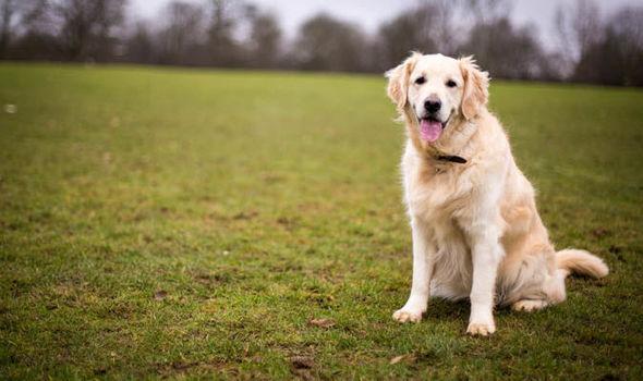  金毛犬的习性和可爱之处，位居最受欢迎狗狗前列