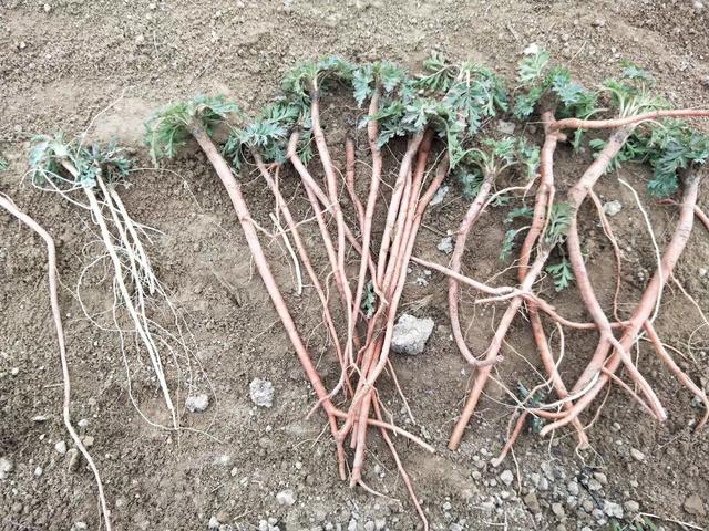 蕖菜的作用药用价值，蕹菜的药用价值（后4种好多人都不知道真名叫什么）