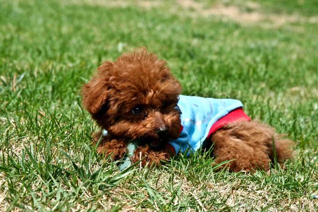 泰迪小型犬适合家养的，家养最佳选择的犬种