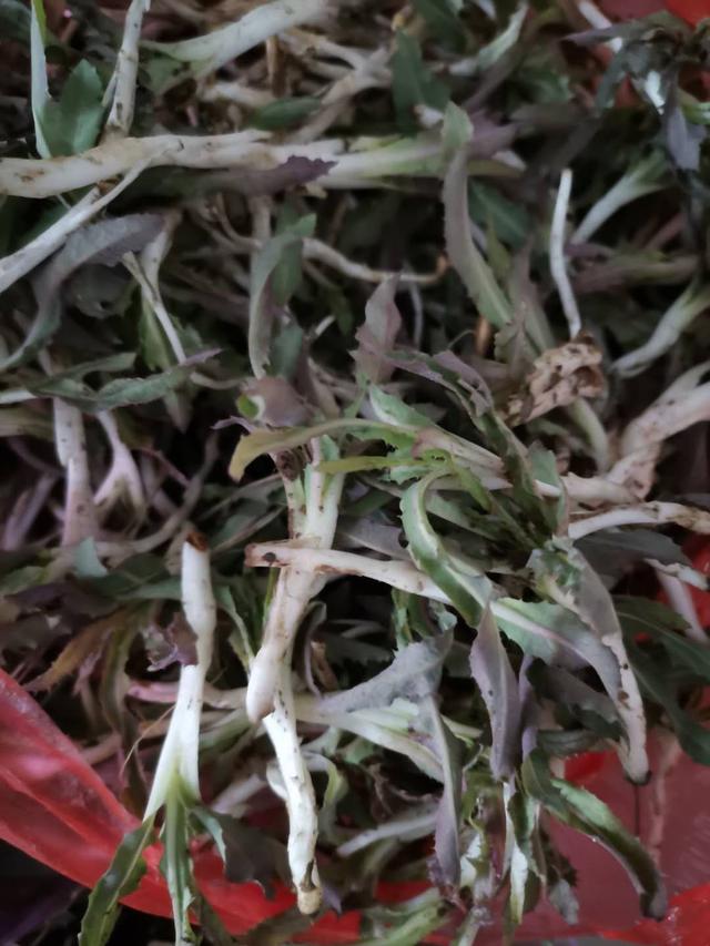 苣荬菜怎么读，苣荬菜，又名：甜苣，苦菜