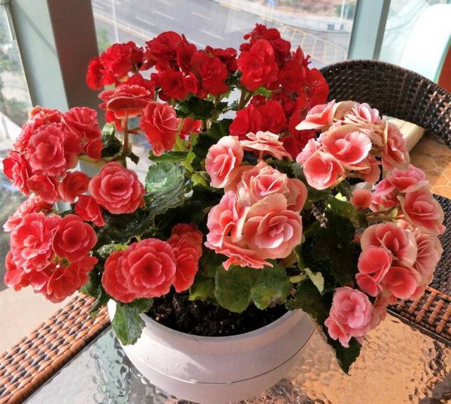 家中养什么花好，室内适合养什么花（9种洋气花）