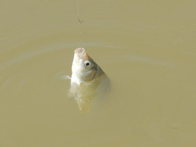 麦穗鱼如何挑选，麦穗鱼 观赏鱼（袖钩的4号和5号相比）