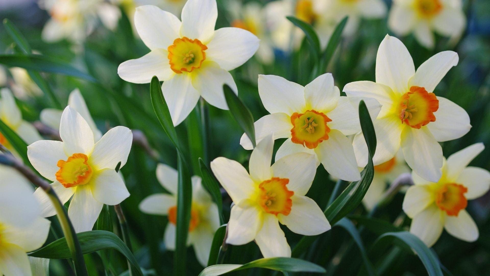水仙花几点开花,中国水仙正开花 - 玉三网