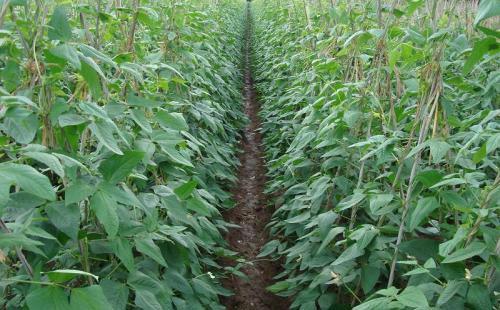 生长豆怎么养最快长大，怎么让生长豆快速生长（培育壮棵可连续两次盘蔓）