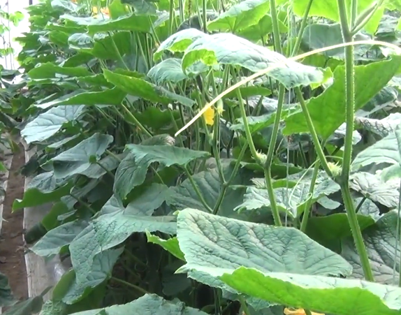 黄瓜种植方法大全，快来看看正确的方法