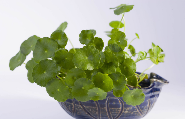 女生办公桌旺事业的风水摆件，女生办公桌旺事业摆件（办公桌空荡荡没精气神）