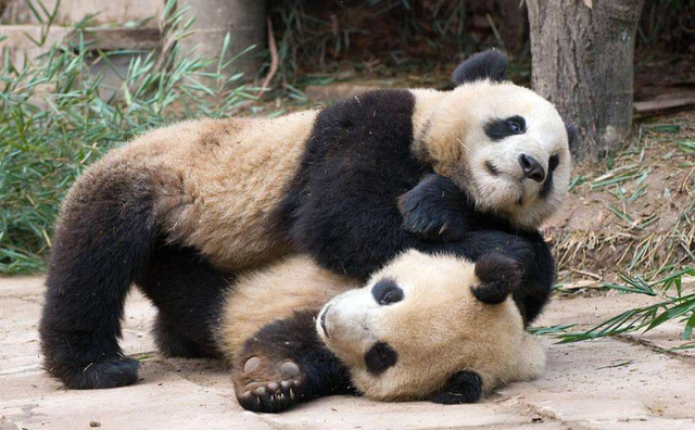 有熊氏的历史传说故事，有熊氏的来历故事（我们还真就是熊的传人）