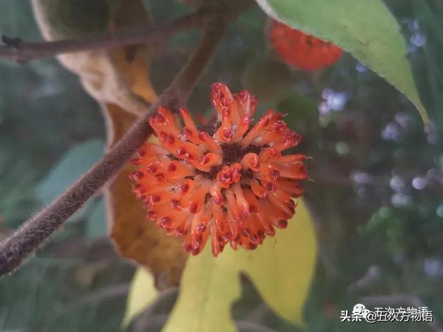 绣线菊亚科植物多具瞢荚果,少为蒴果,瞢荚果由离生心皮发育而来,是初生性状，或原始性状,蒴果由合（草莓上的小麻点真的只是种子吗）