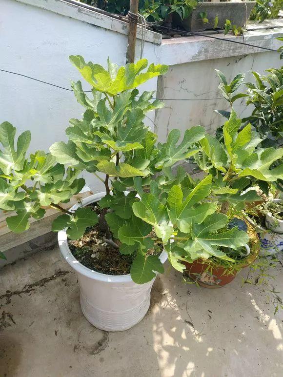 霸王花是火龙果的花吗，昙花、霸王花、火龙果花和令箭荷花的区别（奶奶把一根枝插土里）