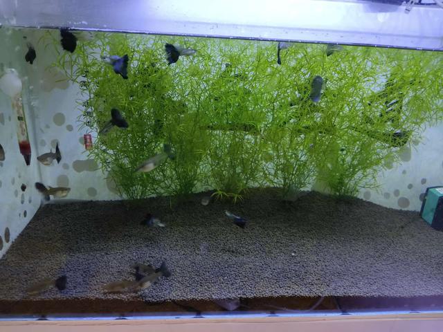 鹦鹉鱼混养，鹦鹉鱼混养最佳搭配鱼（孔雀鱼到底可不可以与迷你鹦鹉鱼、燕鱼、斗鱼等混养在一起）