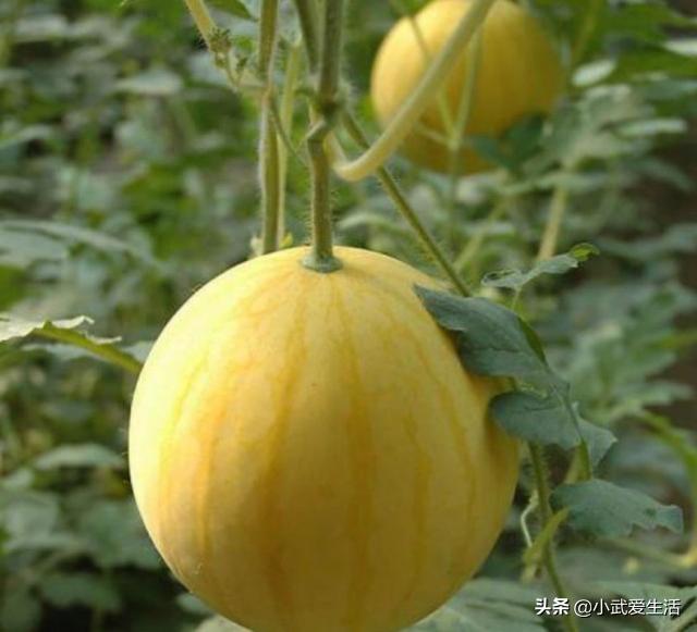 黄皮瓜叫什么水果，南方水果黄皮（这种皮黄肉红的西瓜极少见）