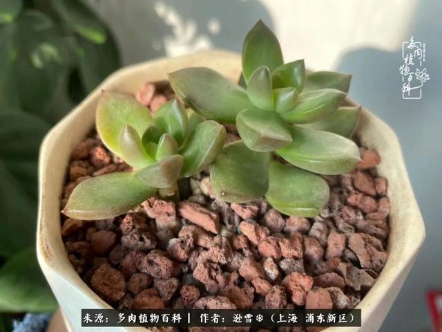 多肉植物图片，感恩相遇，余生相互关照（若绿多肉植物图片）