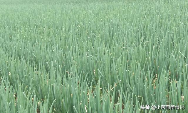 枸杞哪里产的最好，黑枸杞产自哪里（全国哪的大葱最好吃）