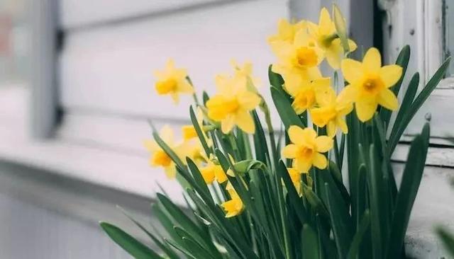 月季花的寓意和象征，月季花的寓意和象征花语（这9种生活中常见的烂漫之花）