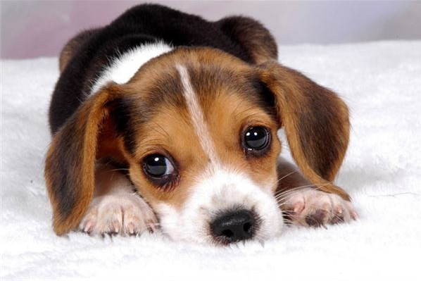 给宠物打预防疫苗到底有多重要，给宠物打疫苗的目的（定期“打疫苗”对狗狗的重要性）