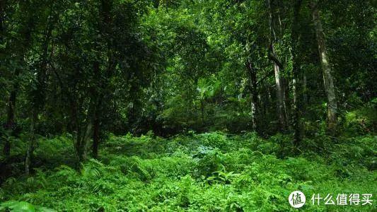 室内空气怎样净化，如何净化室内空气（室内空气净化针对性攻略）