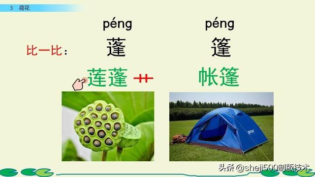 莲蓬的蓬是不是读轻声，莲蓬的蓬为什么读轻声（部编版语文三年级下册第3课《荷花》图文讲解）