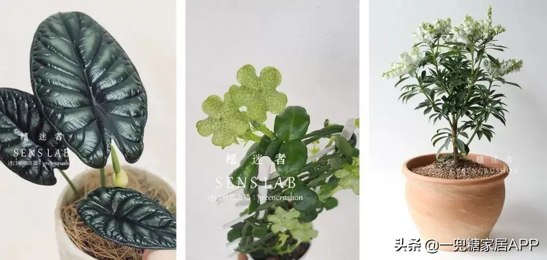 淘宝网花店(淘宝商城花卉市场)