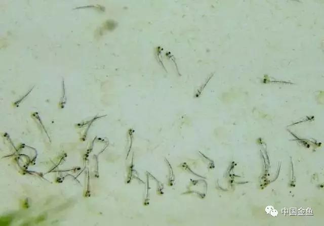 繁殖金鱼方法，有这几个注意事项需特别关注